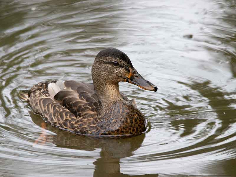 duck-swimming